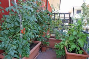 Container garden on balcony