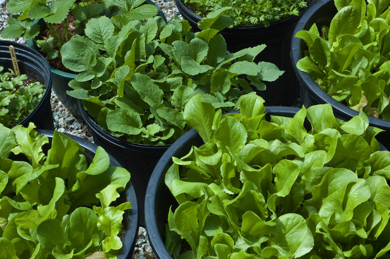 The Secret to Container Vegetable Gardening