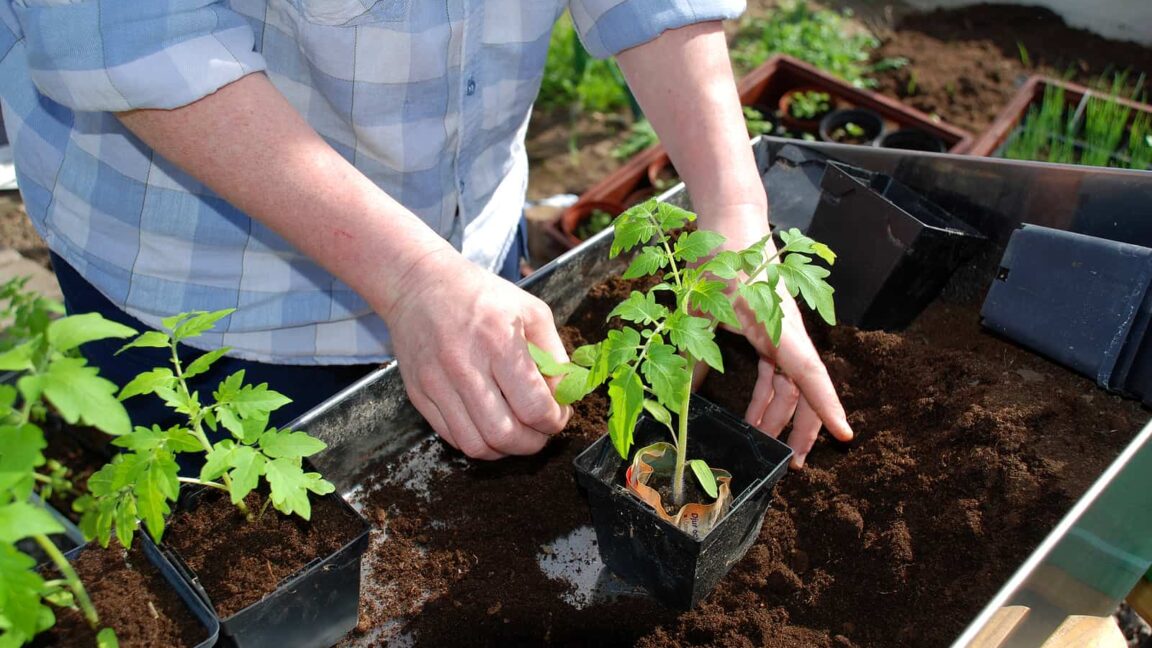 Container and Pot Sizes How Much Soil Do I Need?