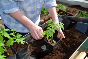 Tomato Potting