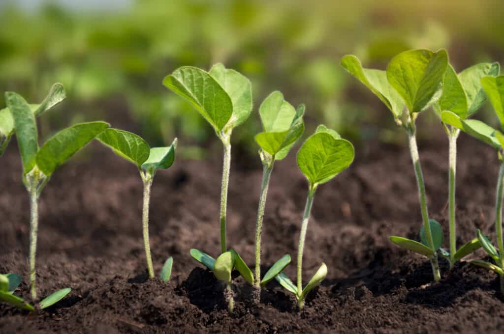 Soybean seedling