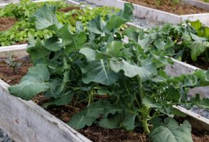Broccoli in raised bed