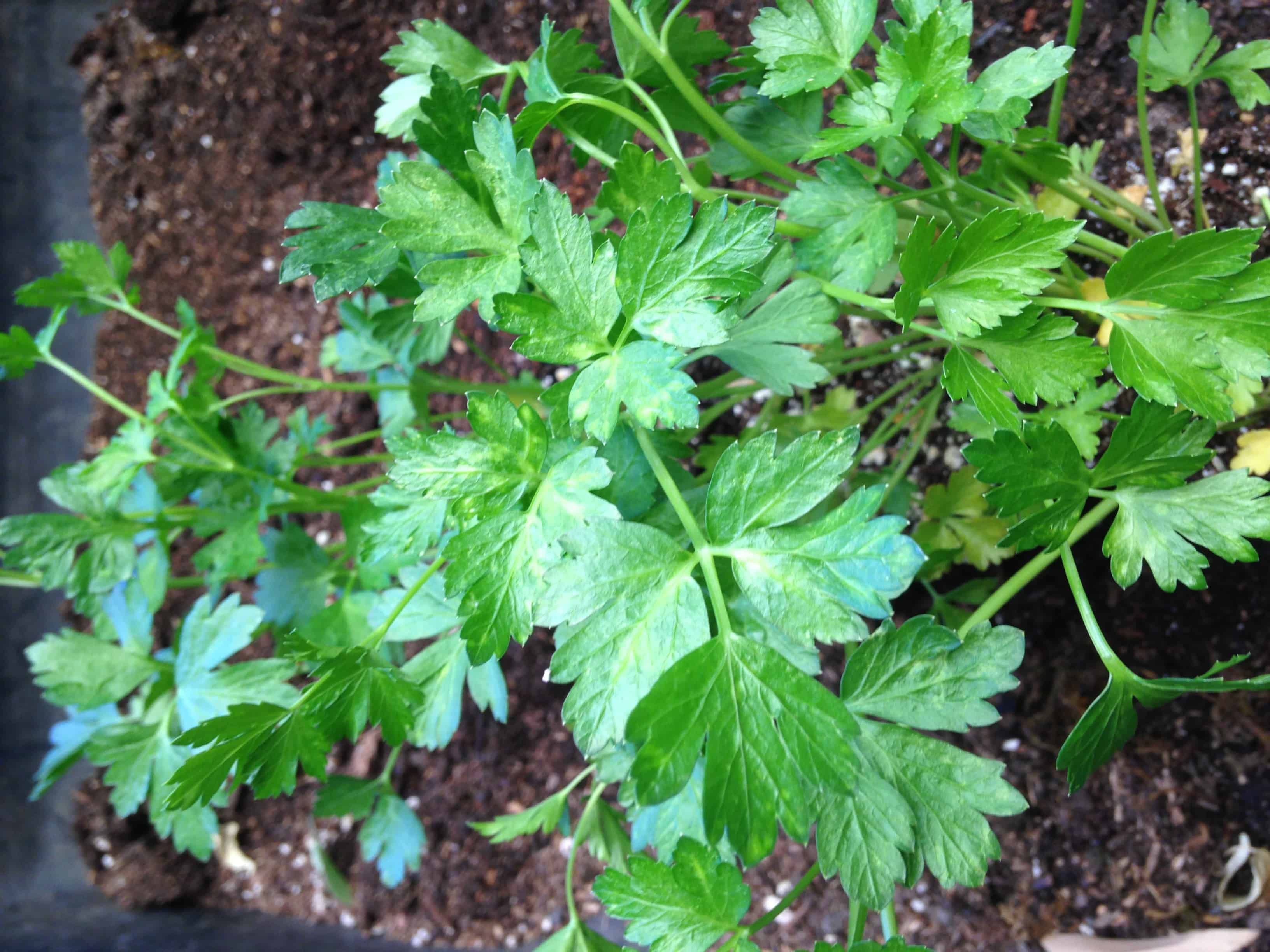 All About How Many Parsley Seeds Per Pot