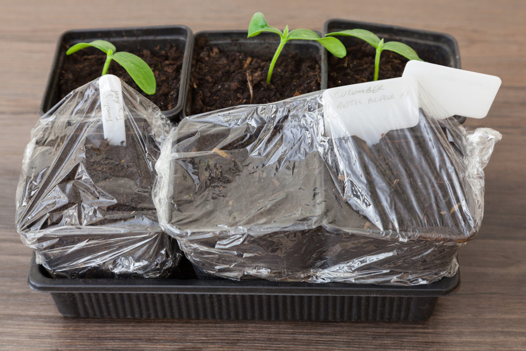seed starting tray and bag
