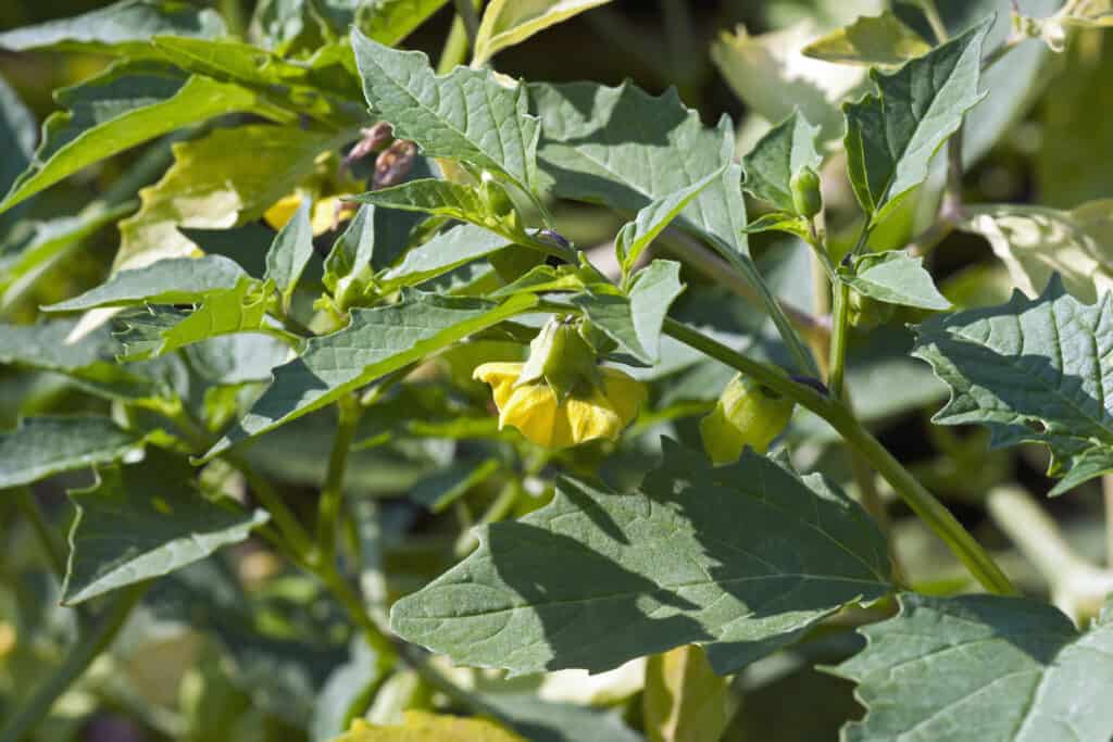 Tomatillo planted in garden