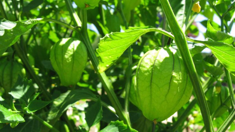 Tomatillos on vine