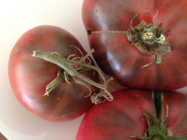 Tomato Cherokee Purple