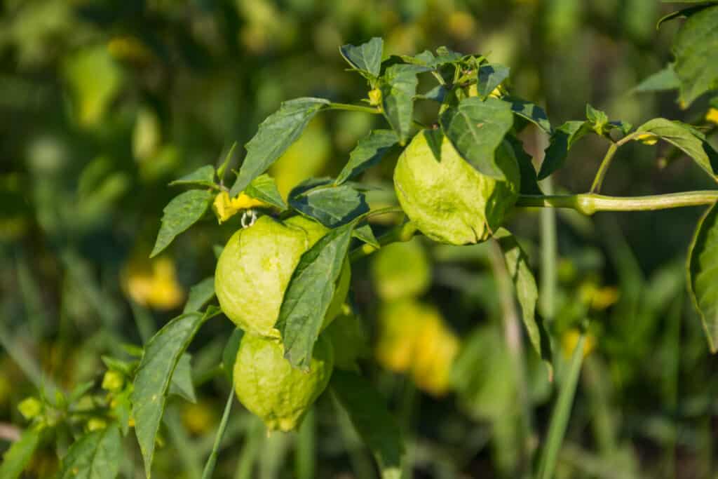 Tomatillo fruit and flower