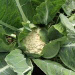 Cauliflower in garden