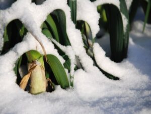 Leeks grow in winter