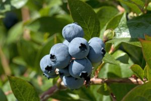 Grow Blueberry varieties