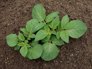 growing organic potatoes