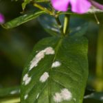 White spots of powdery mildew
