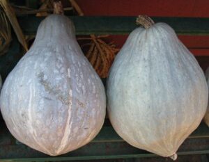 Store winter squash