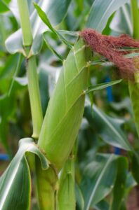 corn harvest