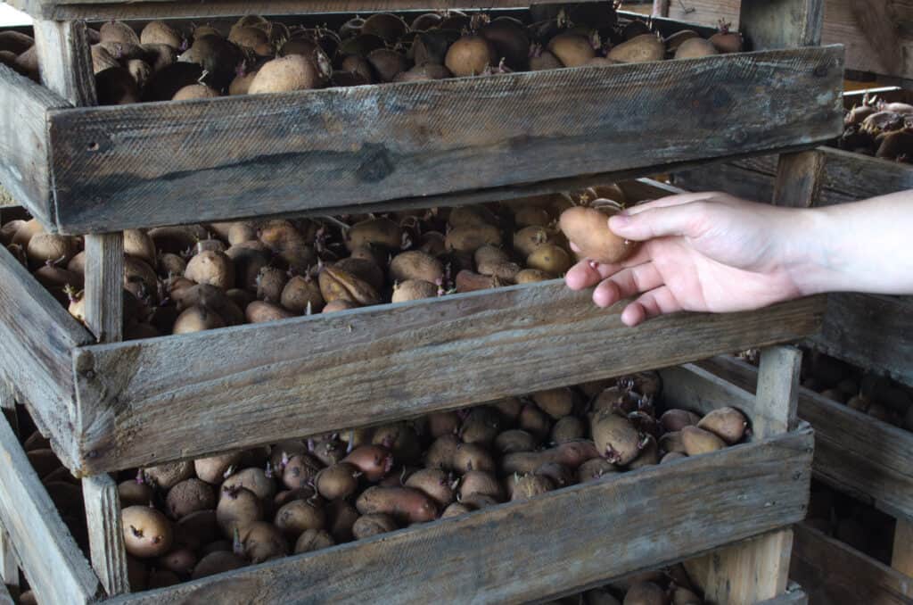 Cure potatoes harvest store