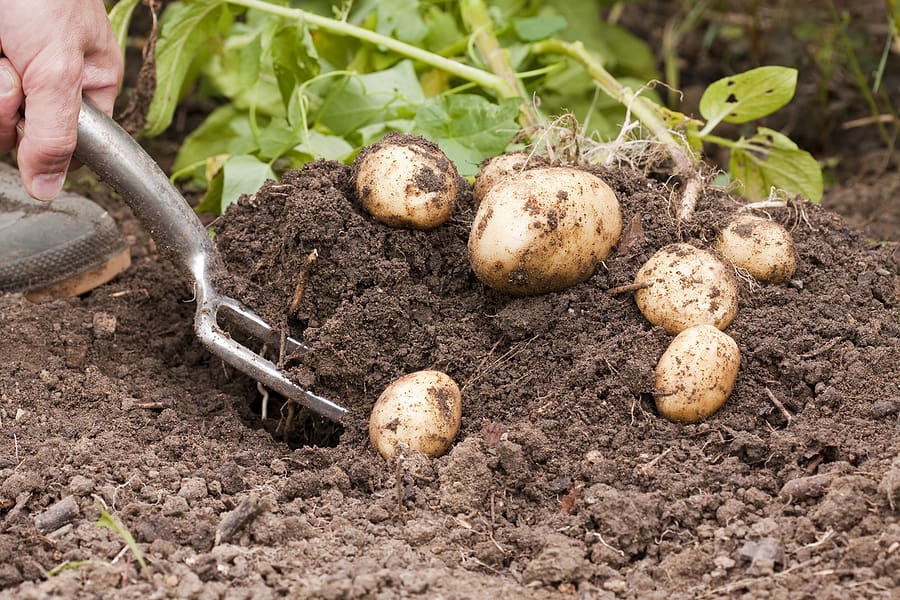 How and When to Harvest Potatoes