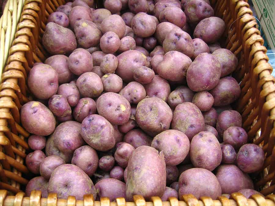 Harvested potatoes