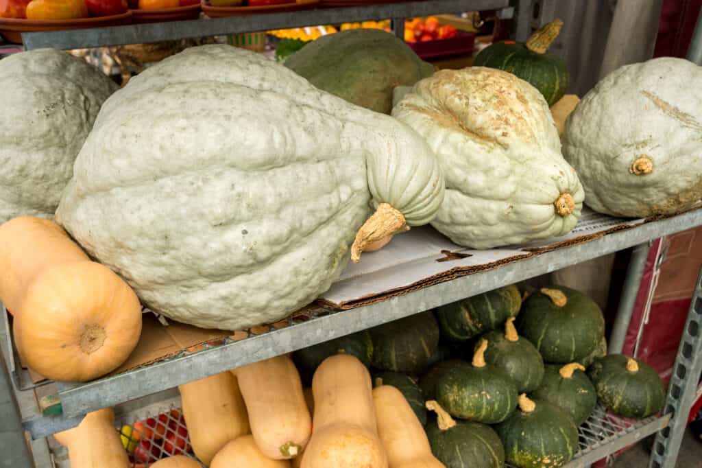 cure winter squash