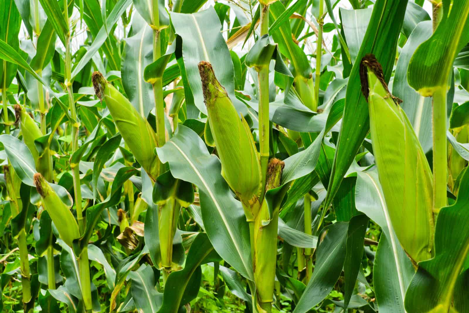 Corn harvest time