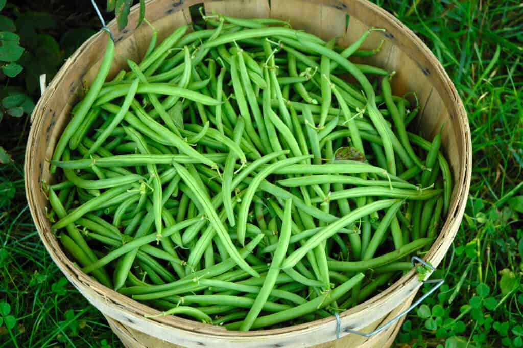 snap bean harvest basket