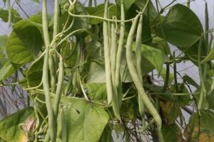 Beans at harvest