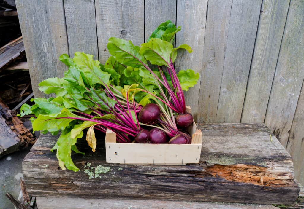 Beet harvest store beets