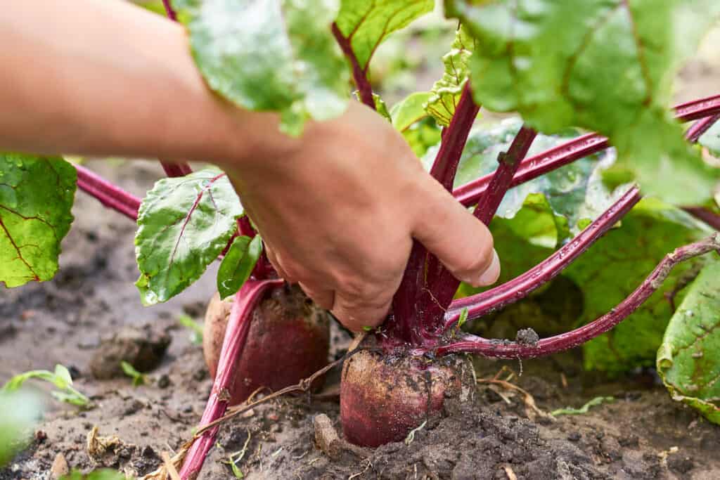 Beet harvest