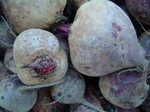 Beet harvest