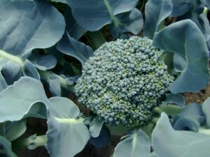 Harvest Broccoli Flower