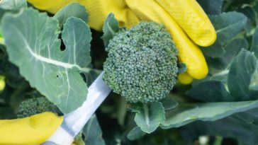 Broccoli Harvest bigstock A Female Gardener In Yellow Gl 323737621 scaled
