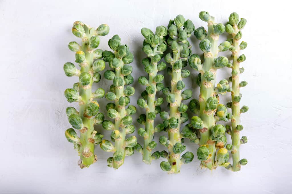 Brussels sprouts on stalks
