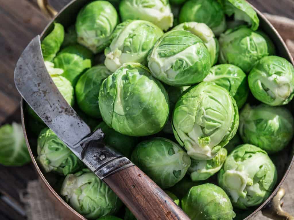 Brussels sprouts in bowl