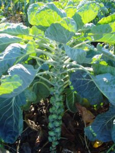 Brussels sprouts in garden