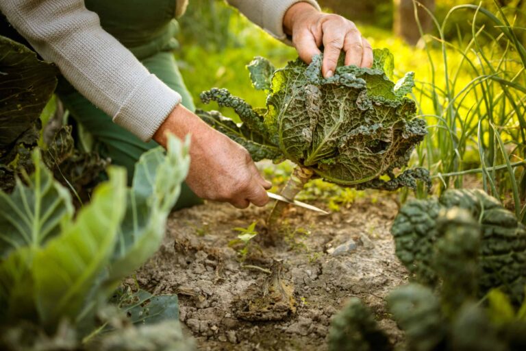 Cabbage Harvest bigstock Senior gardener gardening in h 327160177 scaled