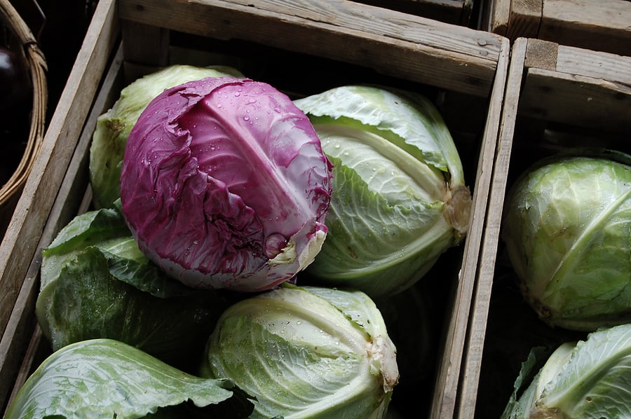 Cabbage stored in box