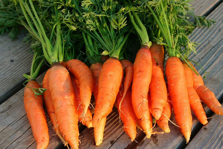 Carrots to store