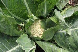 Cauliflower in garden