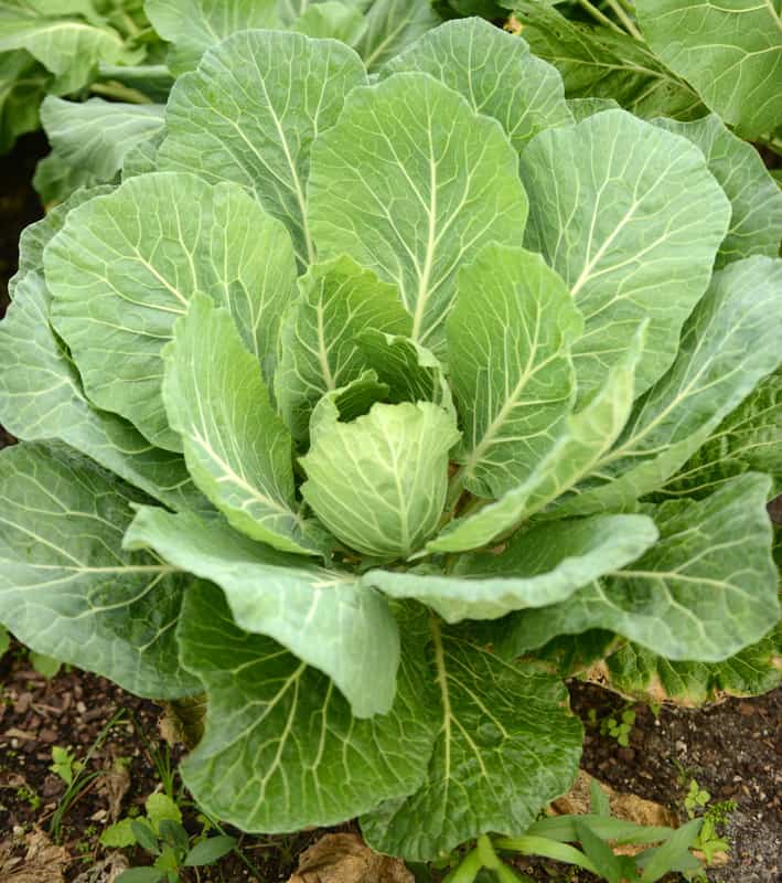 Collard green harvest