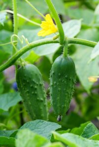 Cucumber on vine