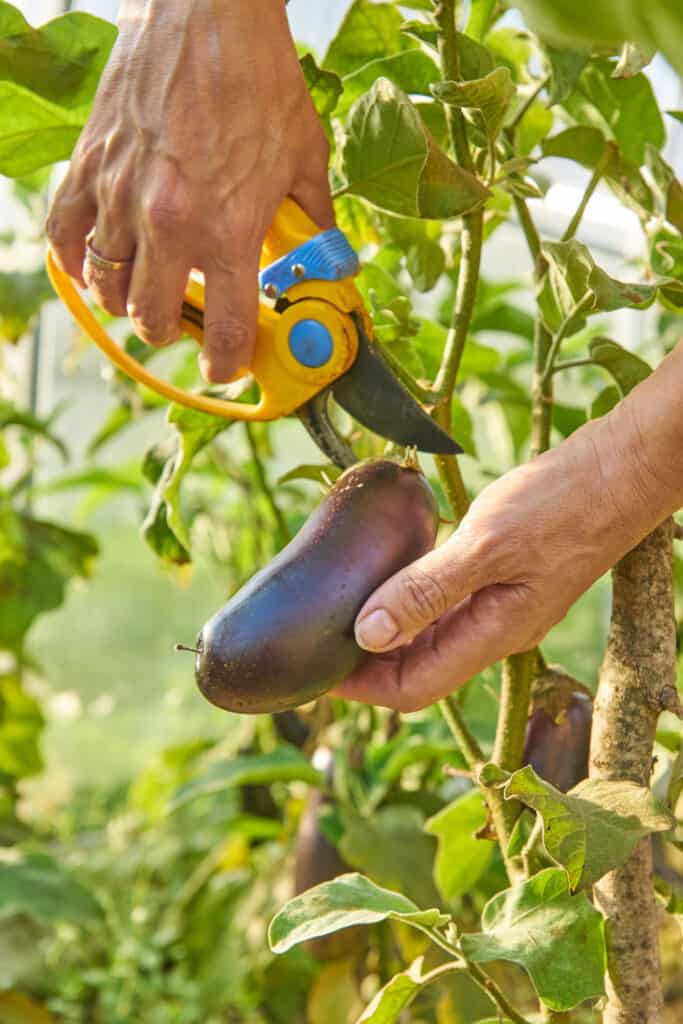 Harvesting eggplant