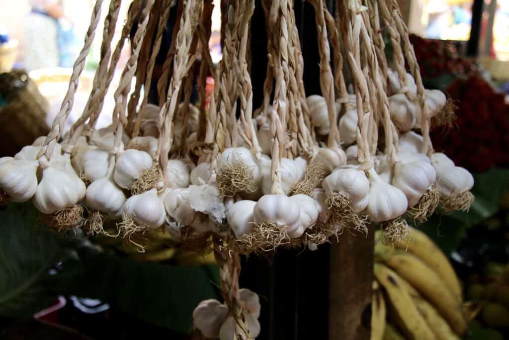 Curing garlic