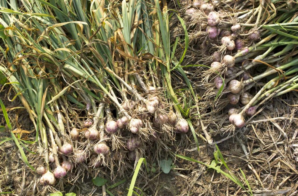 When to Harvest Garlic How to Harvest and Store Garlic 