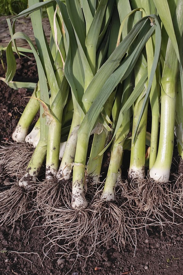 Leeks harvested