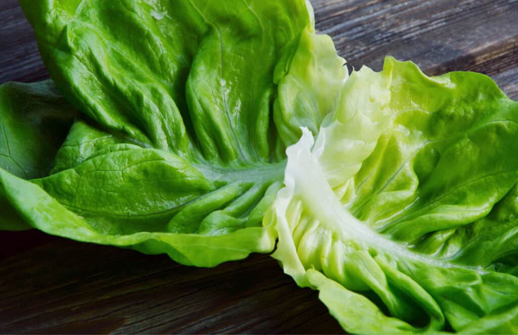 lettuce in kitchen