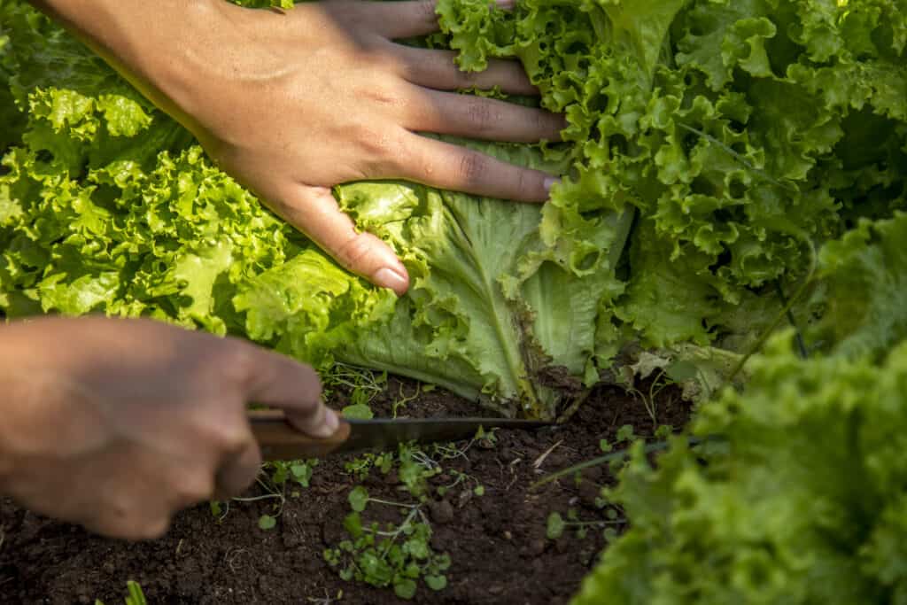 Lettuce harvesting