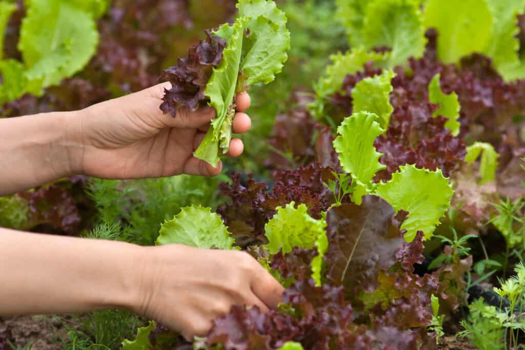 Lettuce harvest