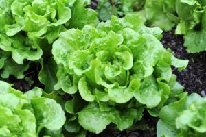 Lettuce harvest