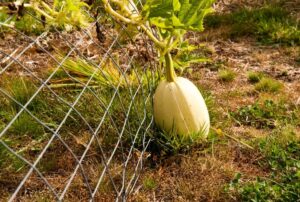 How to harvest and store melons