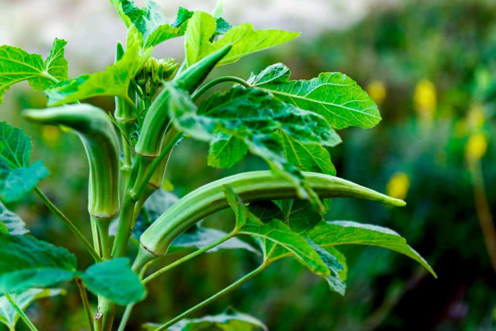 Okra harvest